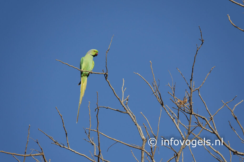 Afrikaanse halsbandparkiet in Gambia