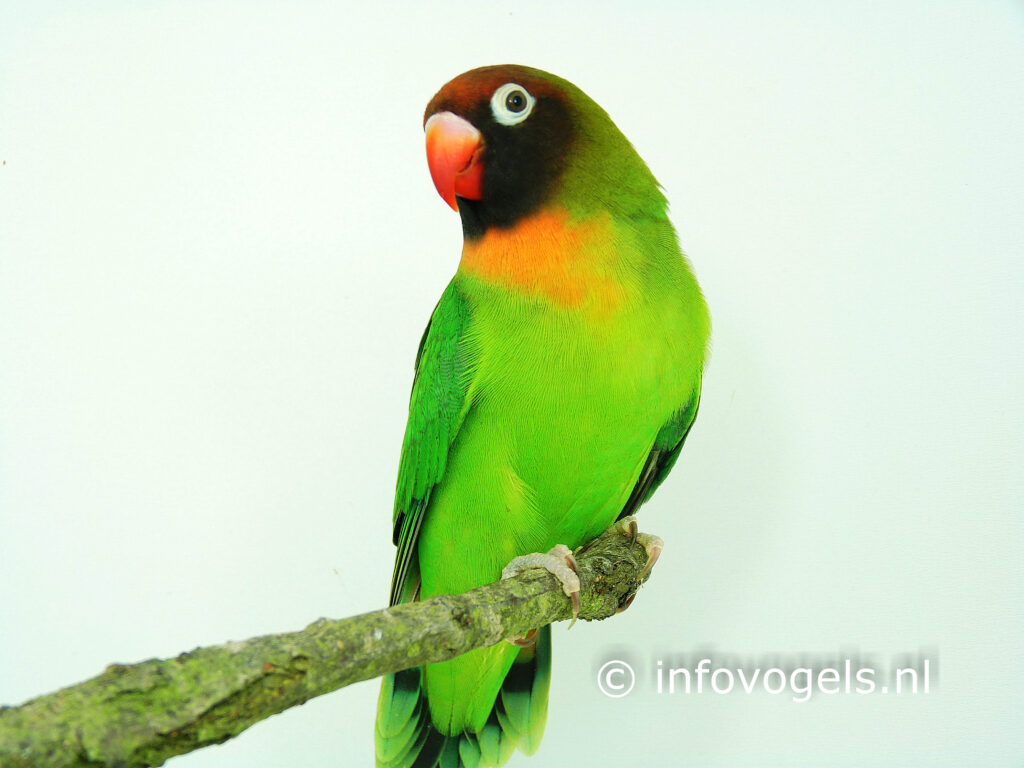 Agapornis nigrigenus op tak