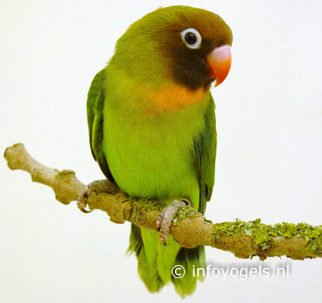 Agapornis nigrigenus op tak