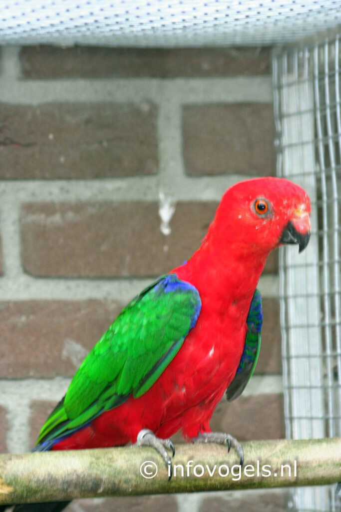 Salawati koningsparkiet- Alisterus a. dorsalis