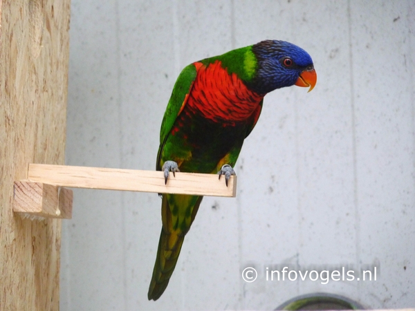 Blauwkoplori – Trichoglossus haematodus caeruleiceps