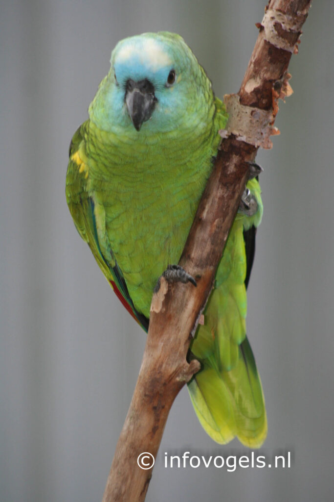 Blauwvoorhoofd amazone – Amazona aestiva aestiva