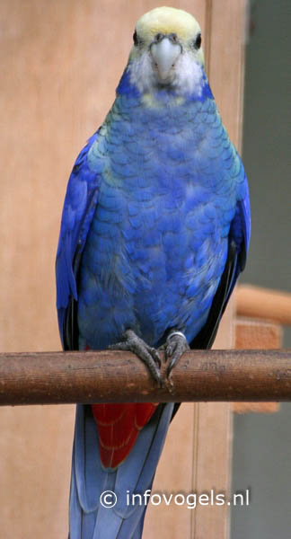 Blauwwangrosella     - Platycercus adscitus adcitus