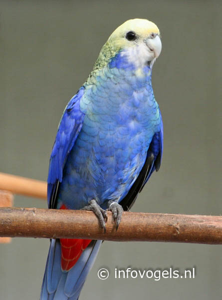 Blauwwangrosella     - Platycercus adscitus adcitus