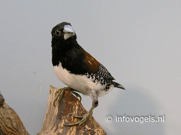 Bruinrugekstertje - Spermestes bicolor