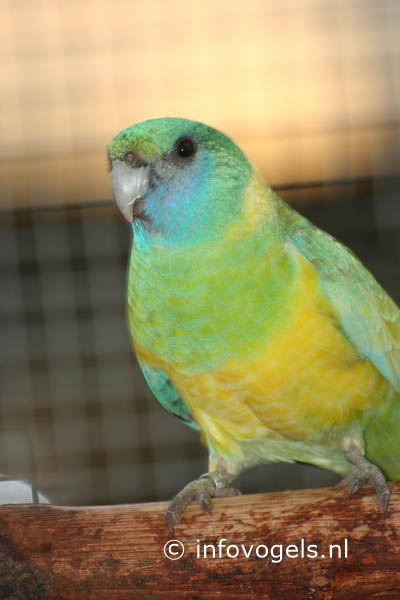 Cloncurryparkiet, Barnardius macgillivrayi (man)
