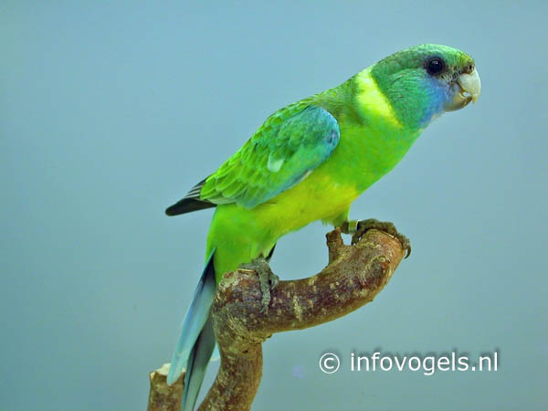 Cloncurryparkiet, Barnardius macgillivrayi (pop)