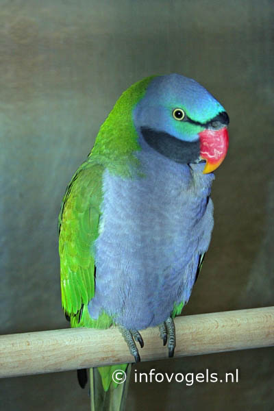 Derbyanparkiet - Psittacula derbiana - man