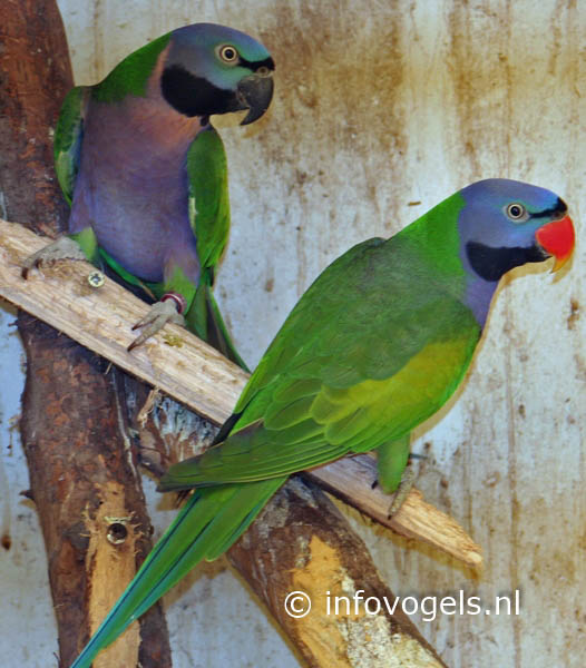 Derbyanparkiet - Psittacula derbiana - stel