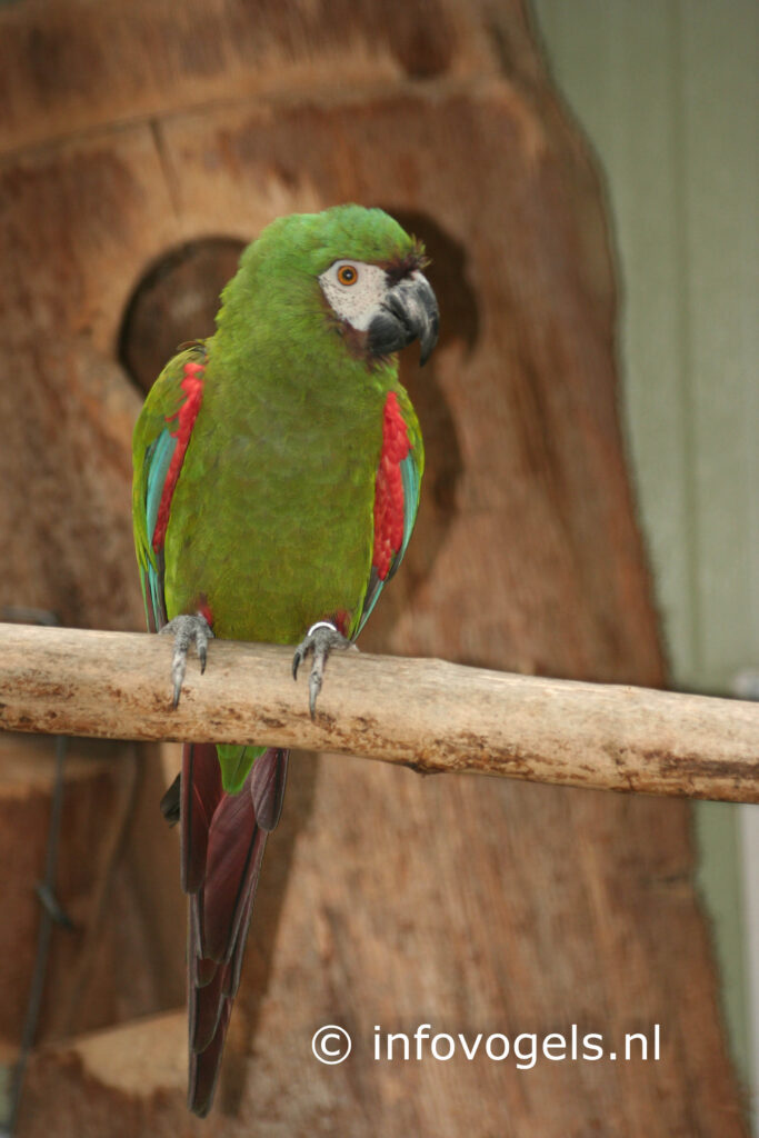 Hahn’s ara – Diopsittaca nobilis nobilis