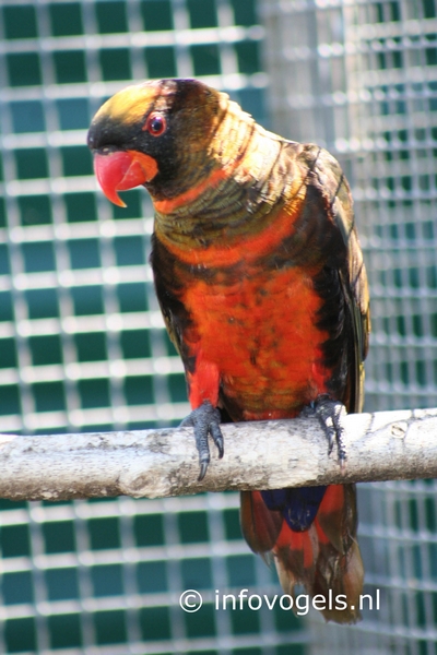 Witrug- of Duskylori – Pseudeos fuscata