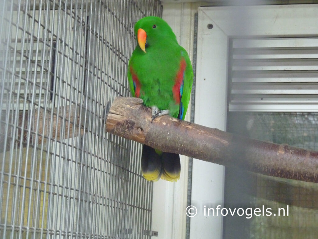 Ceramedelpapegaai - Eclectus roratus roratus (pop)