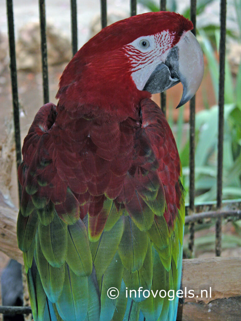 Groenvleugelara - Ara chloroptera
