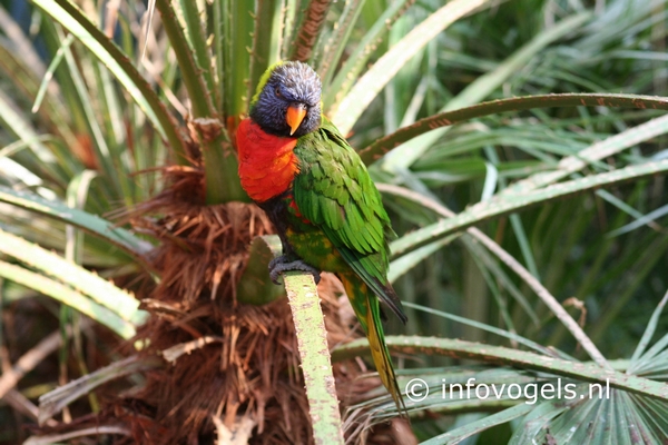Lori van de blauwe bergen – Trichoglossus haematodus moluccanus