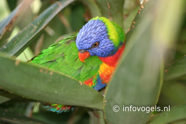 Lori van de blauwe bergen – Trichoglossus haematodus moluccanus