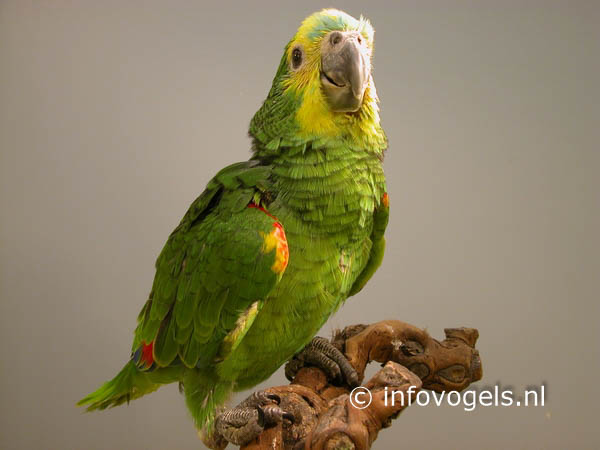 Jonge blauwvoorhoofdamazone van 4 weken oud
