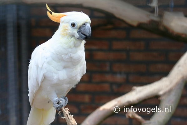 Oranjekuifkaketoe - Cacatua s. citrinocristata