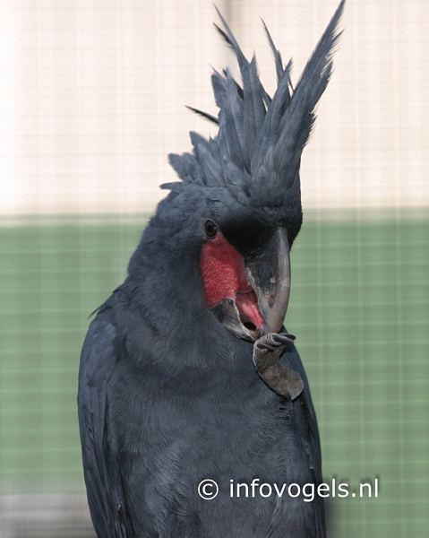 Palmkaktoe - Probosciger aterrimus aterrimus