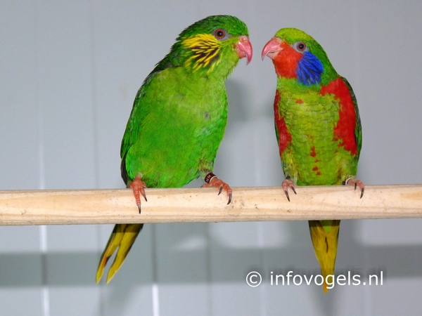 Roodflanklori - Charmosyna placentis