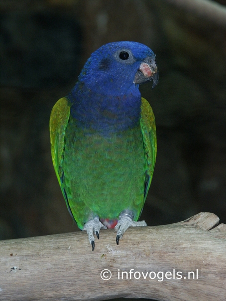 Zwartoor pionus, pionus menstruus