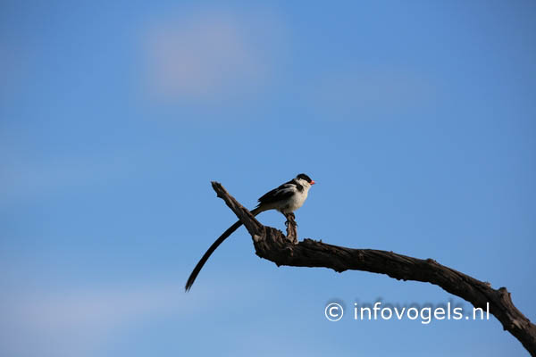 Dominikanerwida-Vidua macroura