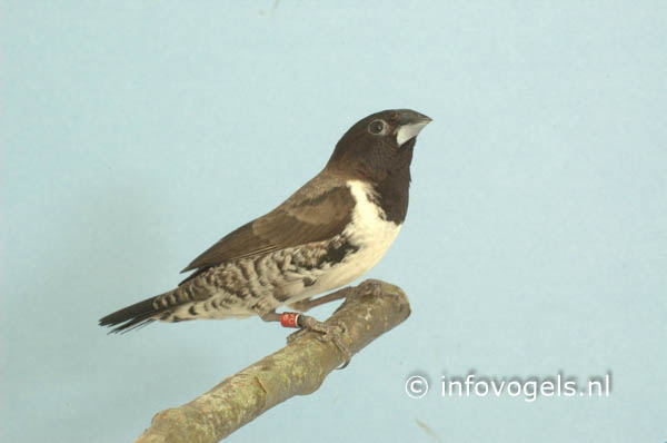 Ekstertje - Lonchura cucullatus
