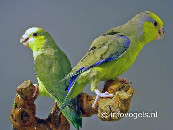 Geelmaskerdwergpapegaai - Forpus xanthops -Stel