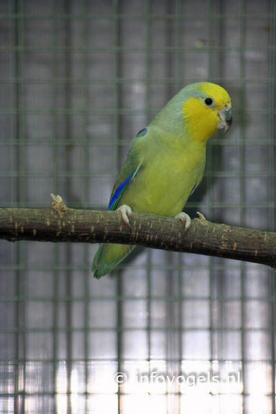 Geelmaskerdwergpapegaai - Forpus xanthops