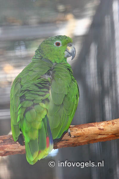 Grijsnekamazone - Amazona mercenarius canipalliata
