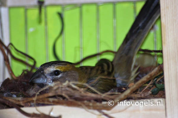 Groene kardinaal - Gubernatrix cristata - pop op nest