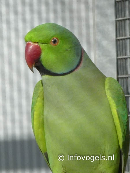 Halsbandparkiet (Indische) - Psittacula k. manillensis - man