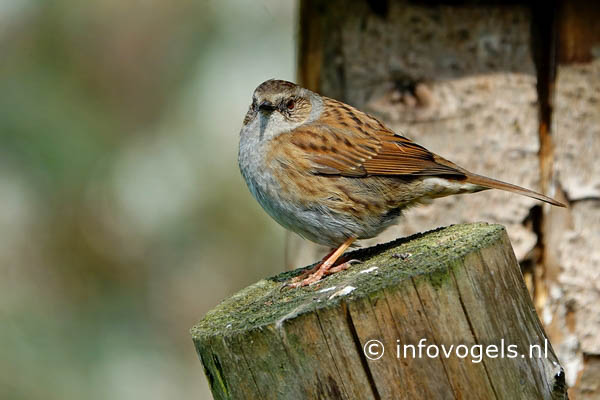 Heggenmus - Prunella modularis