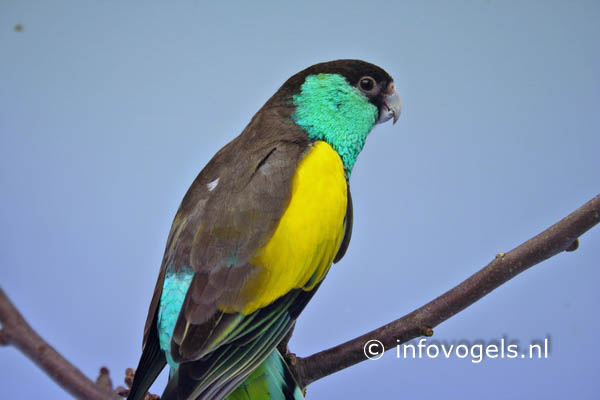 Hoodedparkiet - Psephotus c.dissimilis - man