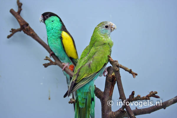Hoodedparkiet - Psephotus c.dissimilis - stel