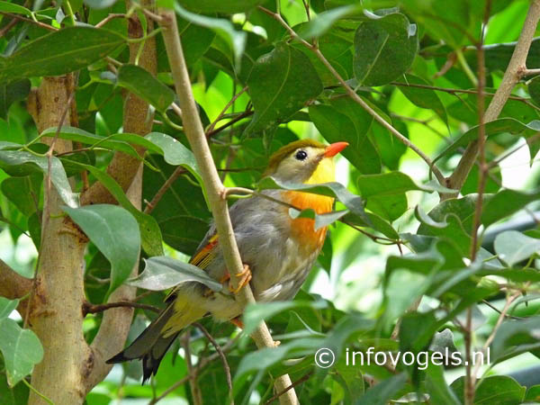 Japanse nachtegaal - Leiothrix lutea