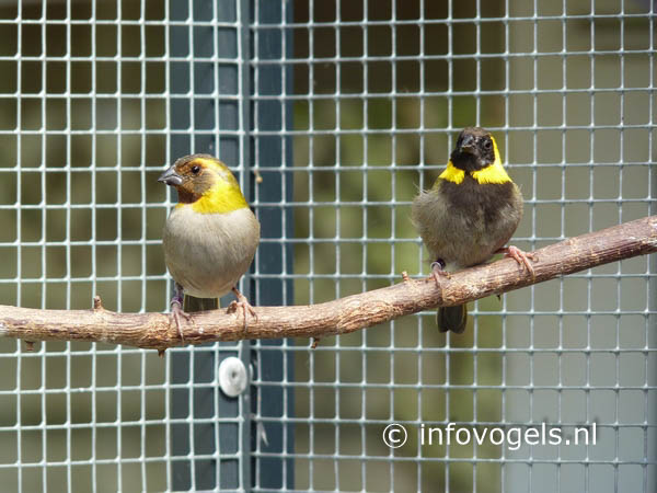 Kleine cubavink- Tiaris canorus - stel