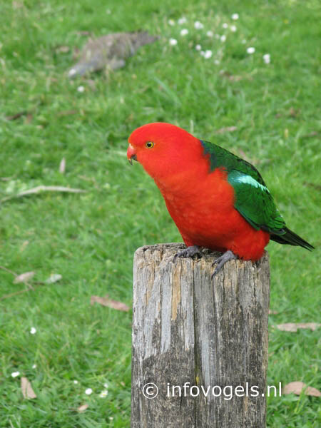 Koningsparkiet - Alisterus scapularis - man