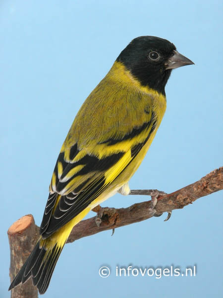 Magellaansijs of Zwartkopsijs - Carduelis notata -man