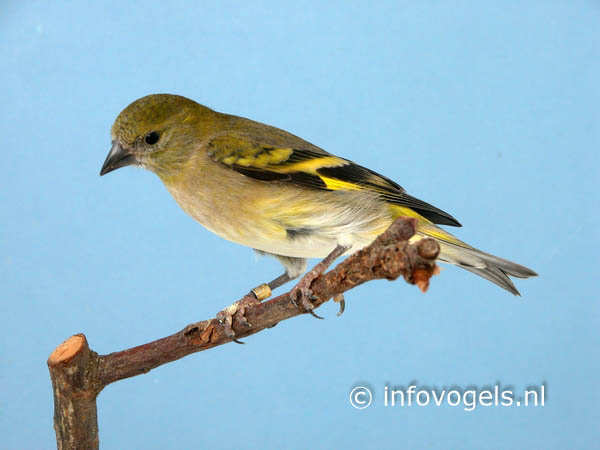 Magellaansijs of Zwartkopsijs - Carduelis notata - pop