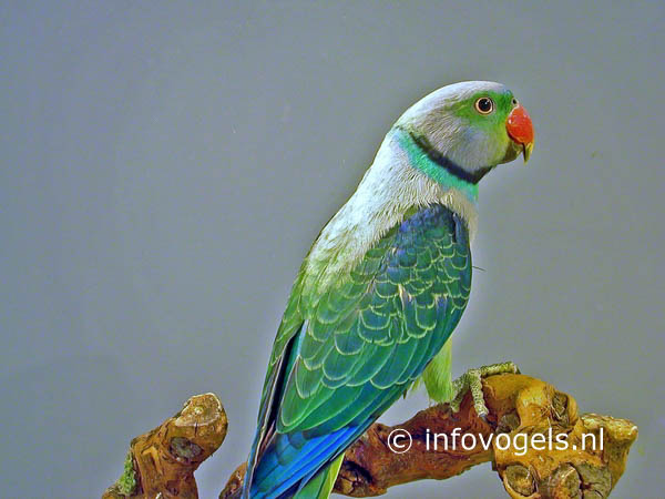 Malabarparkiet - Psittacula colomboides - man