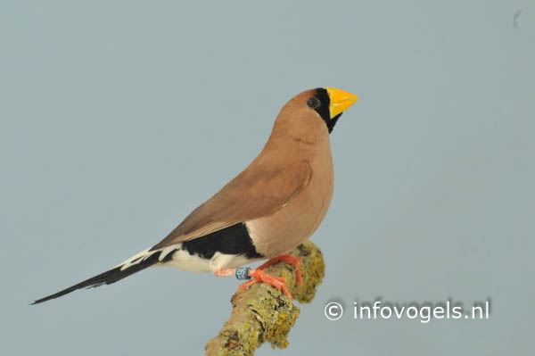 Maskeramadine - Poephila personata