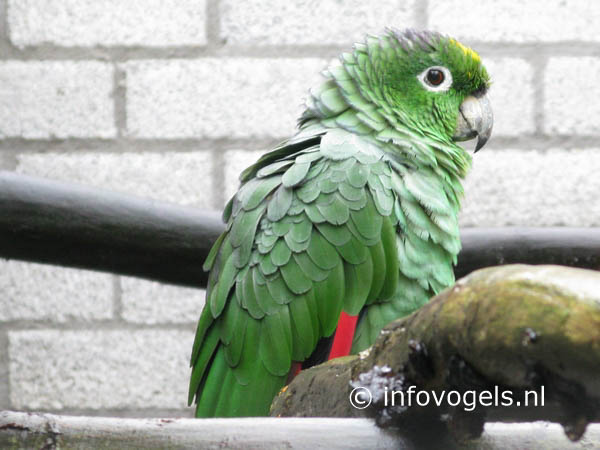 Mulleramazone - Amazona farinosa