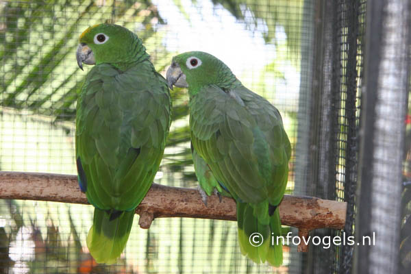 Mulleramazone - Amazona farinosa
