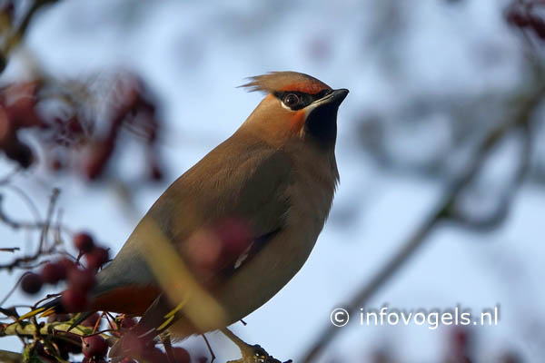 Pestvogel - Bombycilla garrulus
