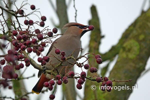 Pestvogel - Bombycilla garrulus