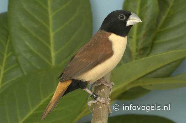 Prachtnon - Lonchura spectabilis