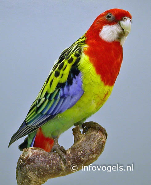 Prachtrosella - Platycercus eximius cecilia