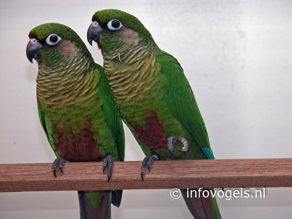 Pyrrhura frontalis - Bruinoor parkiet - Stel