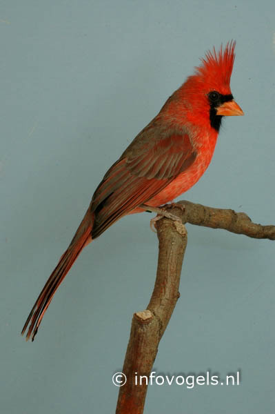 Rode kardinaal - Cardinalis cardinalis - man