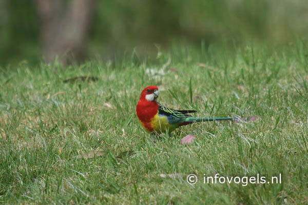 Rosella - Platycercus eximius eximius